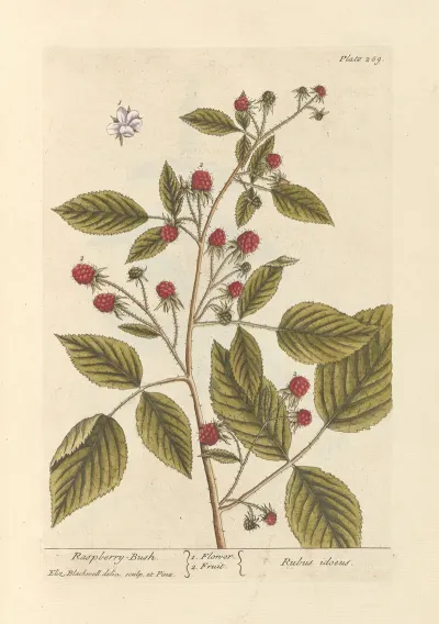 Raspberry Bush