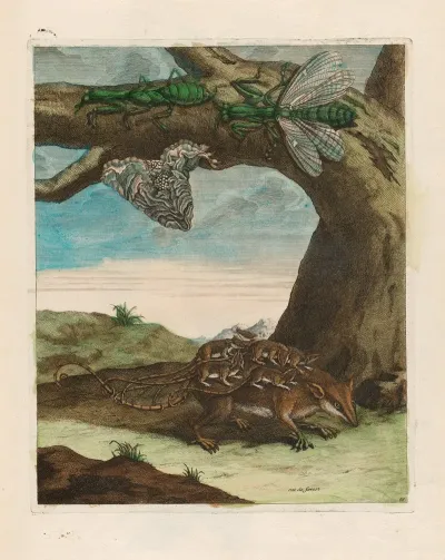 Rat De Forest 2