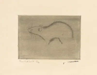 Rat