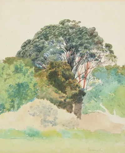 Rata Taranaki