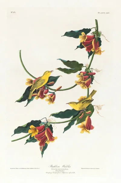 Rathbone Warbler