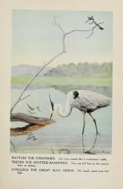 Rattles The Kingfisher Teeter The Spotted Sandpiper Longlegs The Great Blue Heron