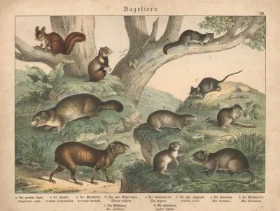 Raubtiere A Der Gemeine Aguti B Der Hamster C Das Murmeltier D Das Gemeine Eichhornchen E Der Siebenschlafer