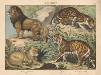 Raubtiere A Der Lowe B Die Lowin C Der Tiger D Der Jaguar Oder Unze