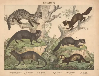 Raubtiere A Die Astatische Zibethkatze B Der Ichneumon C Der Mungos D Der Edelmarder E Der Steinmarder F Der Iltis