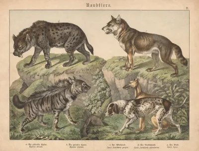 Raubtiere A Die Gestreifte Hyane B Die Gefleckte Hyane C Der Windhund D Der Vorstehhund E Der Wolf