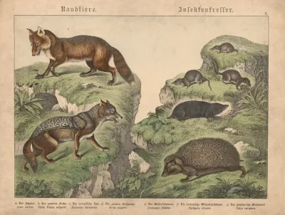 Raubtiere Insektenfresser