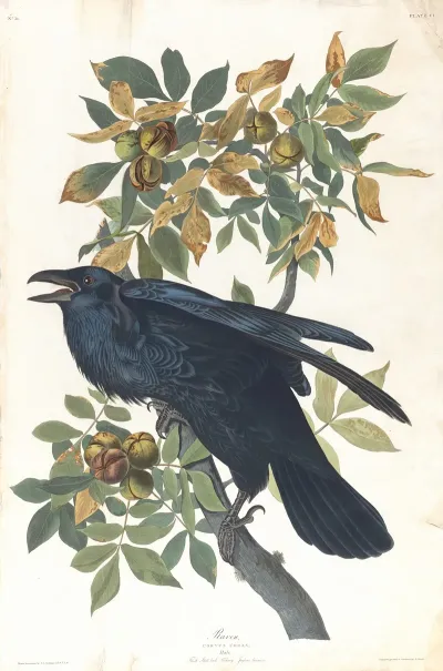 Raven 3