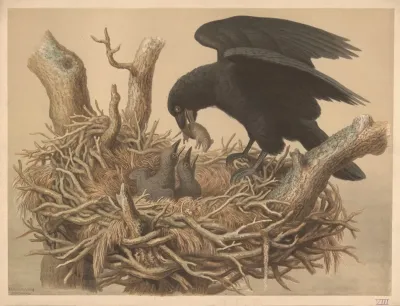 Raven 5