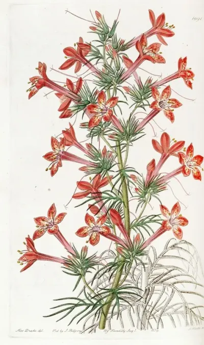 Ravenfooted Gilia