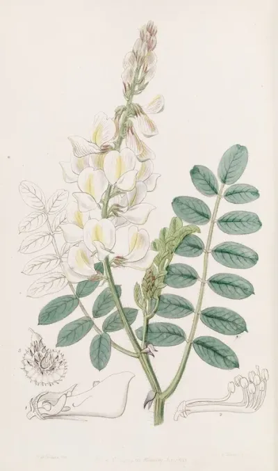 Ray Fruited Saintfoin