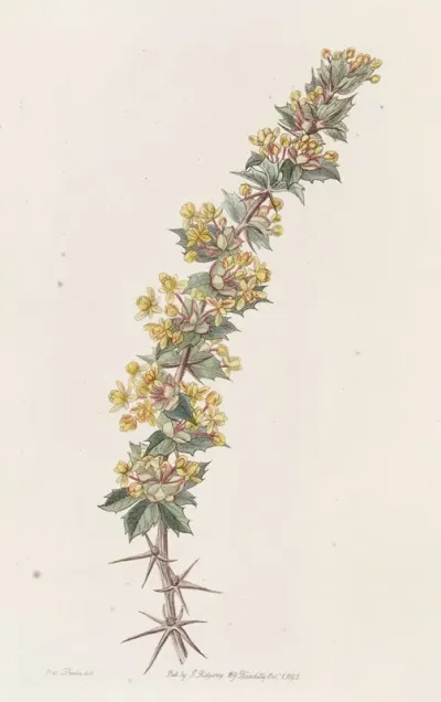 Ray Spined Berberry