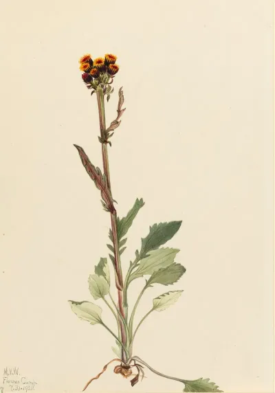 Rayless Groundsel Senecio Pauciflorus 2