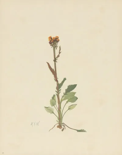 Rayless Groundsel Senecio Pauciflorus 3