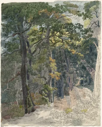 Rays Of Sunlight Striking A Woodland Path