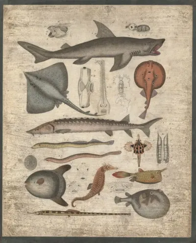 Rays Seahorses Pufferfish And Many More