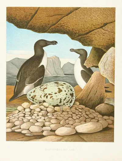 Razor Billed Auk