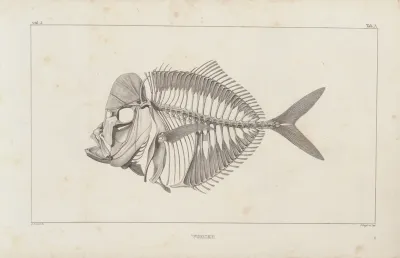 Recherches Sur Les Poissons Fossiles Pl 001