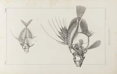 Recherches Sur Les Poissons Fossiles Pl 002