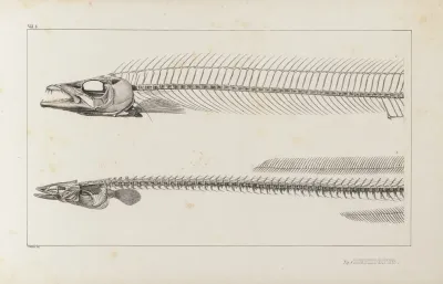 Recherches Sur Les Poissons Fossiles Pl 004