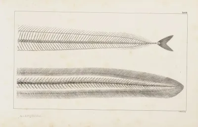 Recherches Sur Les Poissons Fossiles Pl 005
