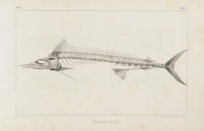 Recherches Sur Les Poissons Fossiles Pl 006