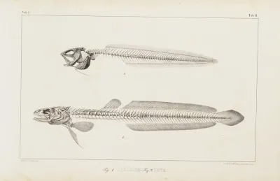 Recherches Sur Les Poissons Fossiles Pl 009