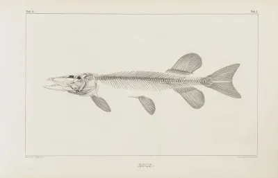 Recherches Sur Les Poissons Fossiles Pl 010