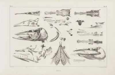 Recherches Sur Les Poissons Fossiles Pl 011
