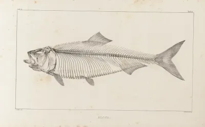Recherches Sur Les Poissons Fossiles Pl 012