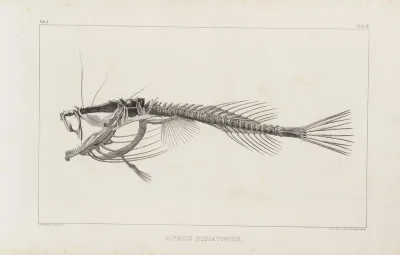 Recherches Sur Les Poissons Fossiles Pl 013