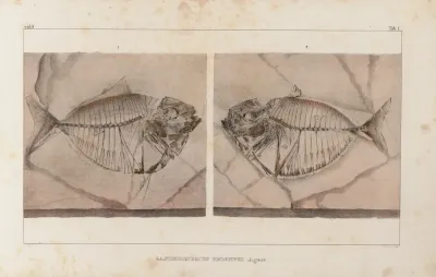 Recherches Sur Les Poissons Fossiles Pl 014