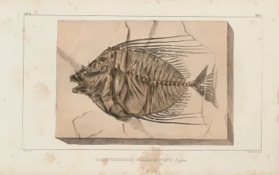 Recherches Sur Les Poissons Fossiles Pl 017