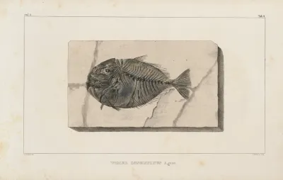 Recherches Sur Les Poissons Fossiles Pl 019