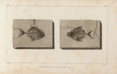 Recherches Sur Les Poissons Fossiles Pl 020