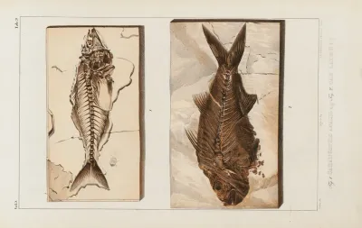 Recherches Sur Les Poissons Fossiles Pl 022