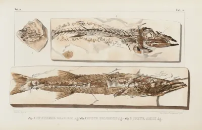 Recherches Sur Les Poissons Fossiles Pl 023