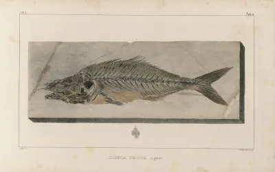 Recherches Sur Les Poissons Fossiles Pl 024