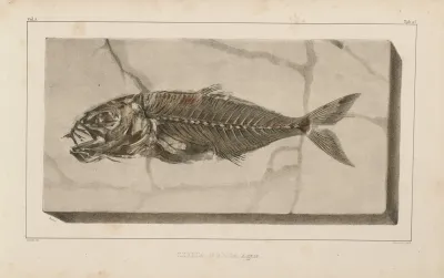 Recherches Sur Les Poissons Fossiles Pl 025