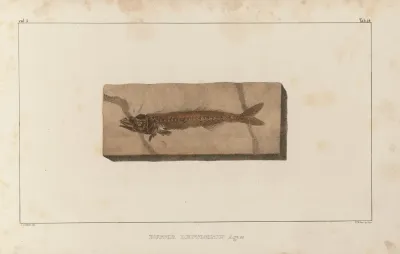 Recherches Sur Les Poissons Fossiles Pl 026