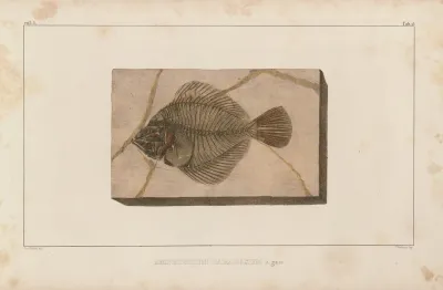 Recherches Sur Les Poissons Fossiles Pl 027