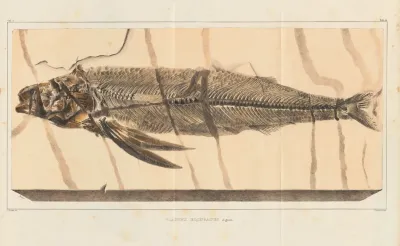 Recherches Sur Les Poissons Fossiles Pl 028