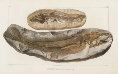 Recherches Sur Les Poissons Fossiles Pl 030
