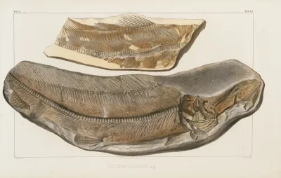 Recherches Sur Les Poissons Fossiles Pl 032