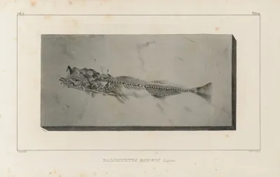 Recherches Sur Les Poissons Fossiles Pl 033