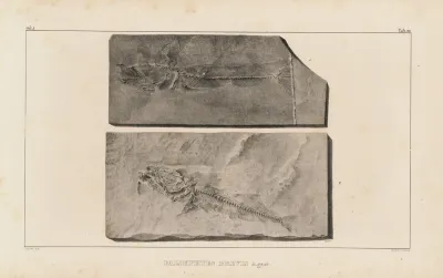 Recherches Sur Les Poissons Fossiles Pl 034