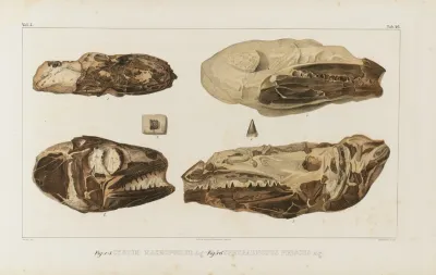 Recherches Sur Les Poissons Fossiles Pl 044