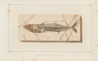 Recherches Sur Les Poissons Fossiles Pl 045