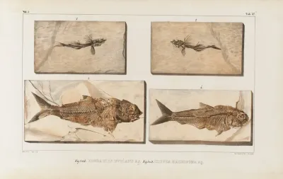 Recherches Sur Les Poissons Fossiles Pl 059
