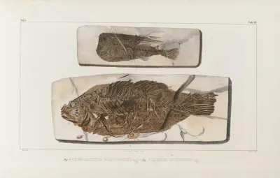 Recherches Sur Les Poissons Fossiles Pl 061